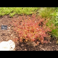 Bromus Sitchensis (fam Poacees) (12)